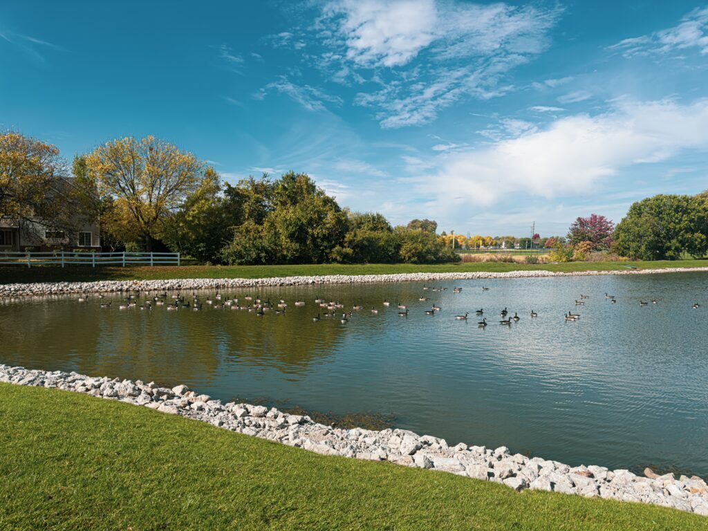 A retention pond with ducks